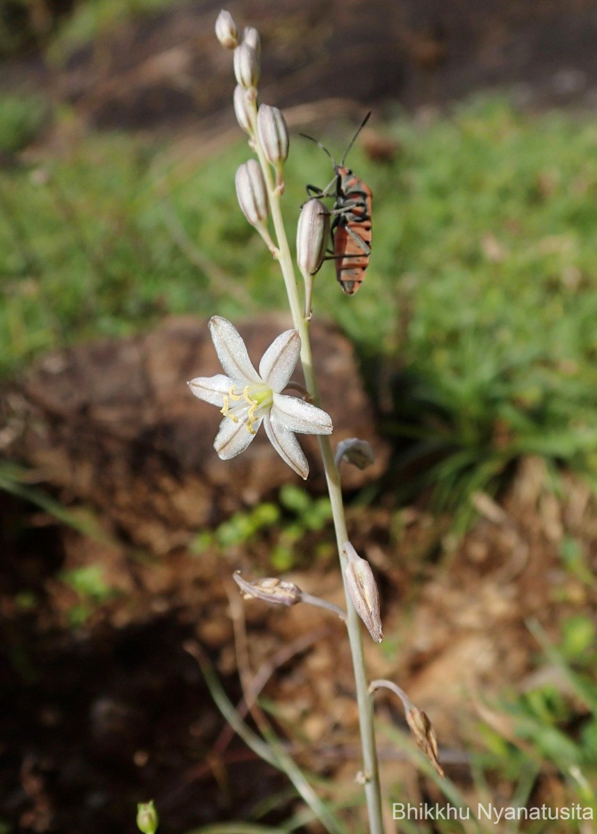 Drimia rupicola (Trimen) Dassan.